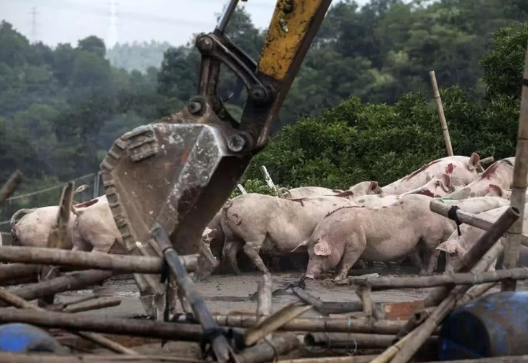 老百姓養(yǎng)殖場遇拆遷如何維護自己合法權益