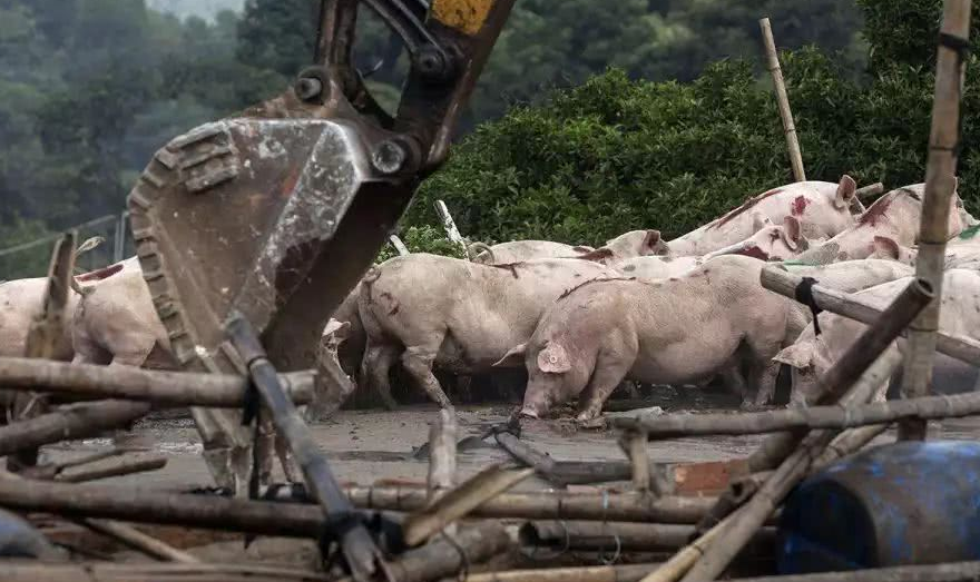 山東省煙臺市養殖場被違法強拆 ?????律師巧用政府證據漏洞助拆遷戶勝訴