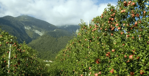 在沒有與蘇某簽訂任何征收補(bǔ)償協(xié)議的情況下，砍伐了蘇某等幾戶的果園，同時被毀的還有與蘇某同村的其他果農(nóng)。