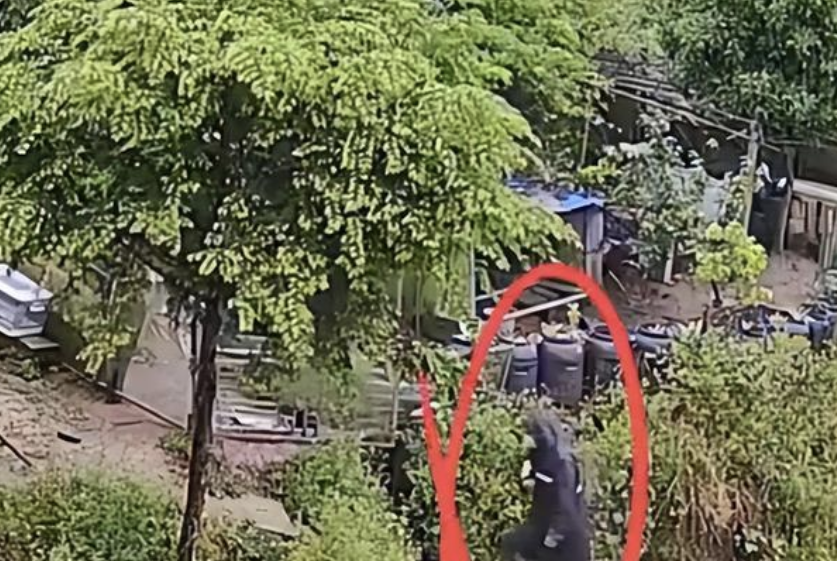 京云律師解讀：男子偷盜幼犬，因內(nèi)疚主動(dòng)投案