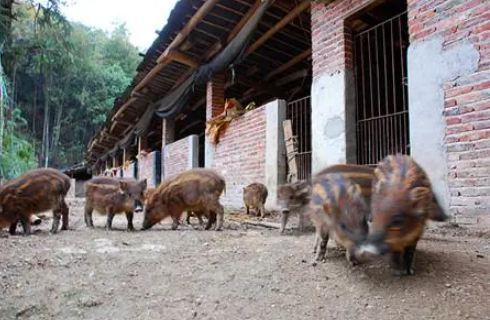 養(yǎng)殖場(chǎng)拆遷沒有證怎么辦？有沒有補(bǔ)償？