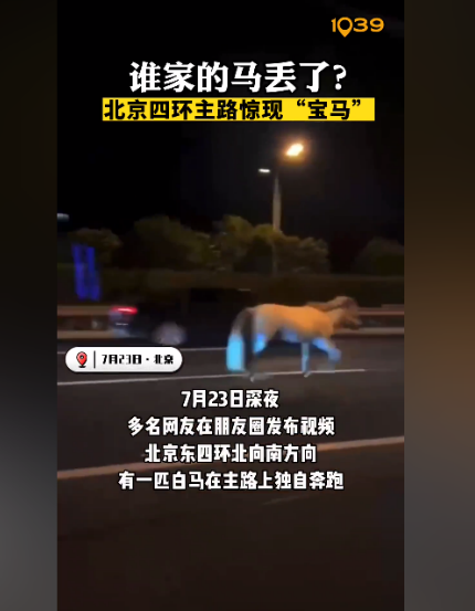 ,北京東四環(huán)北向南方向,一匹白馬在主路上獨(dú)自奔跑,從這匹白馬的外觀來看,疑似是從馬場等地走失的馬匹。 ,北京東四環(huán)北向南方向,一匹白馬在主路上獨(dú)自奔跑,從這匹白馬的外觀來看,疑似是從馬場等地走失的馬匹。