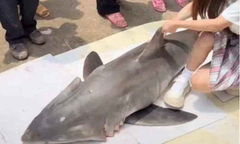 百萬粉絲網紅烹食鯊魚被調查! 百萬粉絲網紅烹食鯊魚被調查!