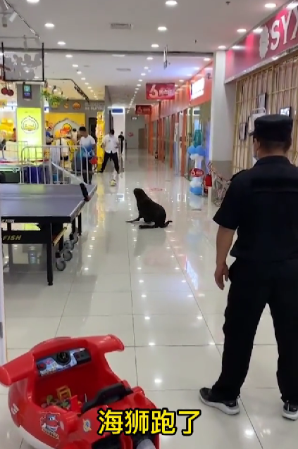 京云律師解讀：海獅在商場表演時出走，傷到顧客誰擔責？