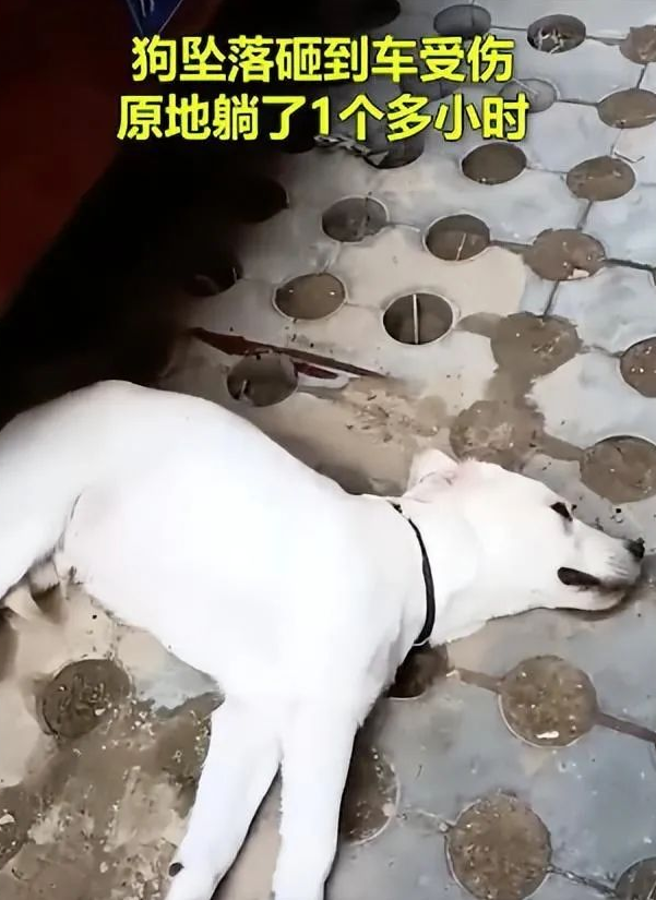 夫妻疑因吵架把狗推下4樓違法嗎？高空拋物誰來擔責？