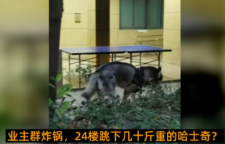 京云律師解讀：從天而降的哈士奇，砸傷路人誰擔責？