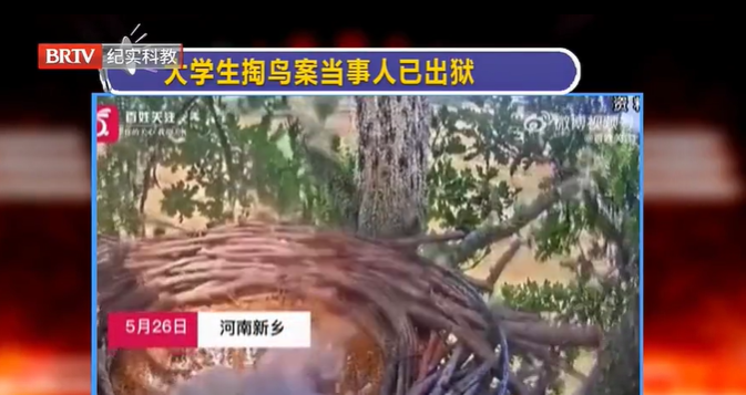 曾被判10年半，“大學生掏鳥案”當事人已出獄