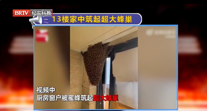 女子13樓家中筑起超大蜂巢，并表示不打算驅趕，同棟樓業主怎么辦？