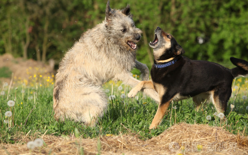 法律視界|狗子打架引發主人沖突并致傷,法院這樣劃責任…… 法律視界|狗子打架引發主人沖突并致傷,法院這樣劃責任……